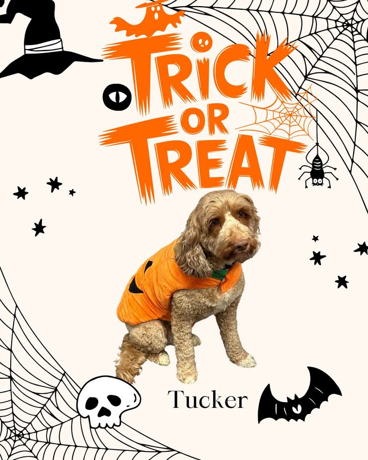 Tucker was all dressed up when he came to see us on Halloween!