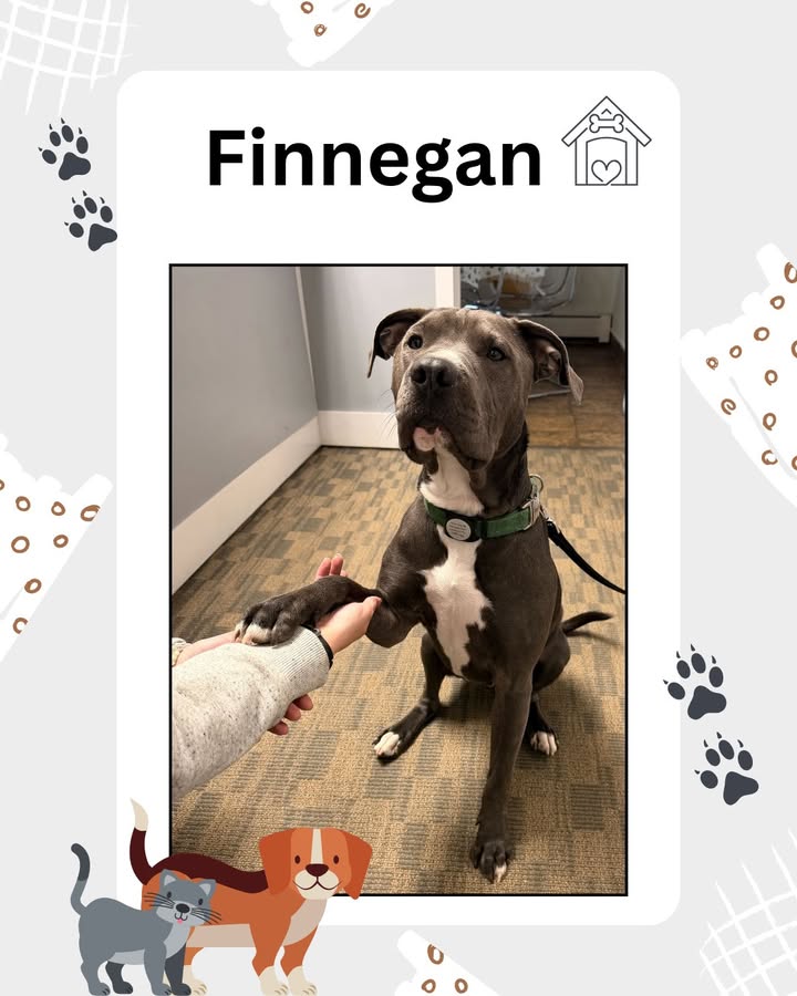 We recently got to see Finnegan, the goodest boy, for his annual exam!