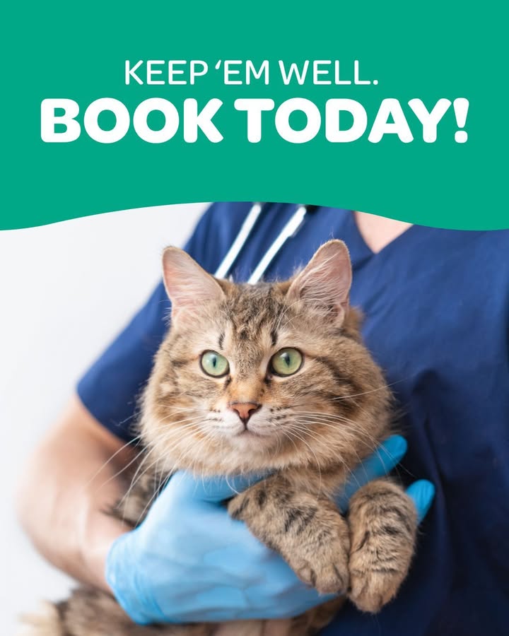 Senior pets often age quietly, which is why proactive screening matters 🐾