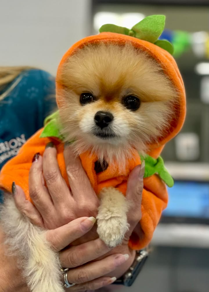 Photos from Orion Animal Hospital's post