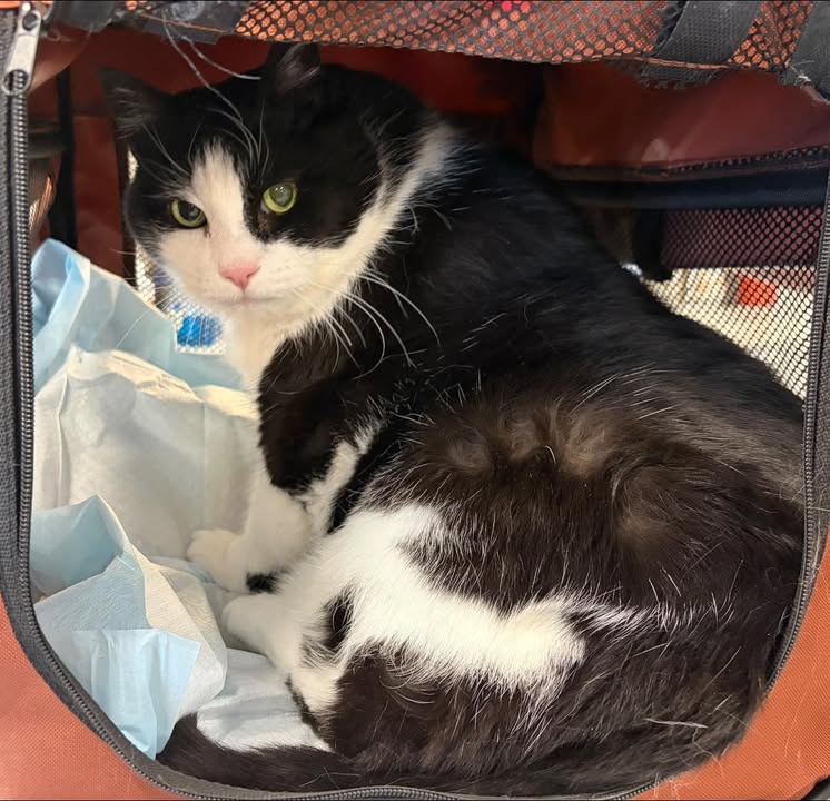 🐱 Keeping Your Cat at a Healthy Weight Matters More Than You Think!