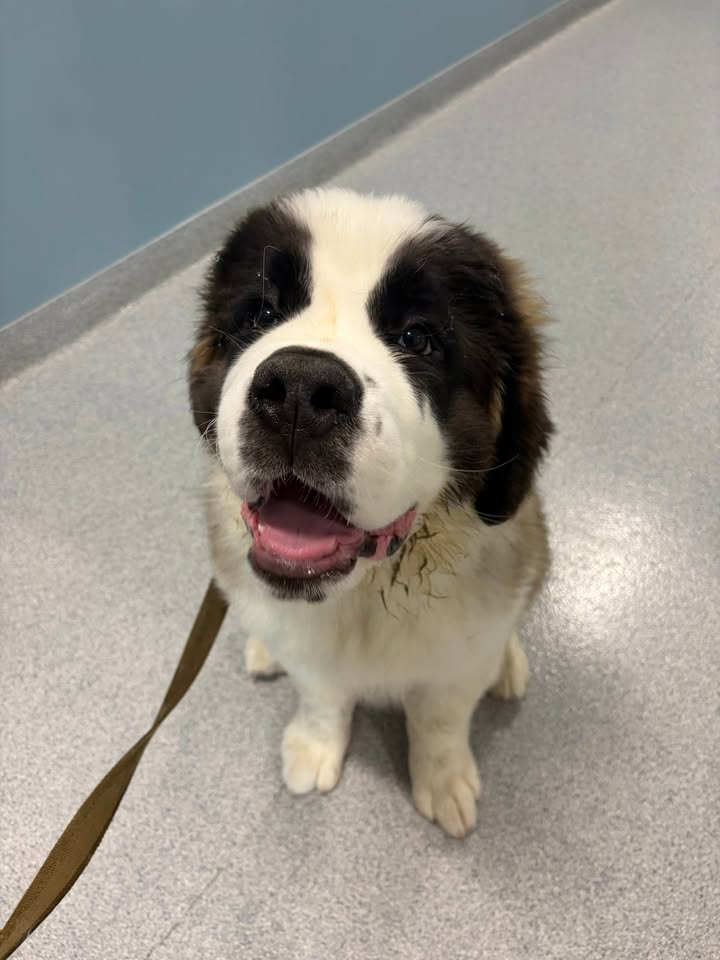 Photos from Orion Animal Hospital's post