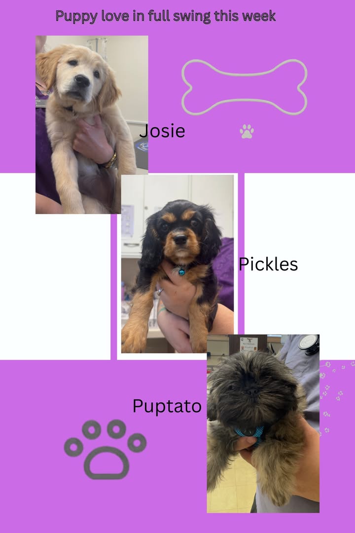 A post from Lake Orion Veterinary Hospital