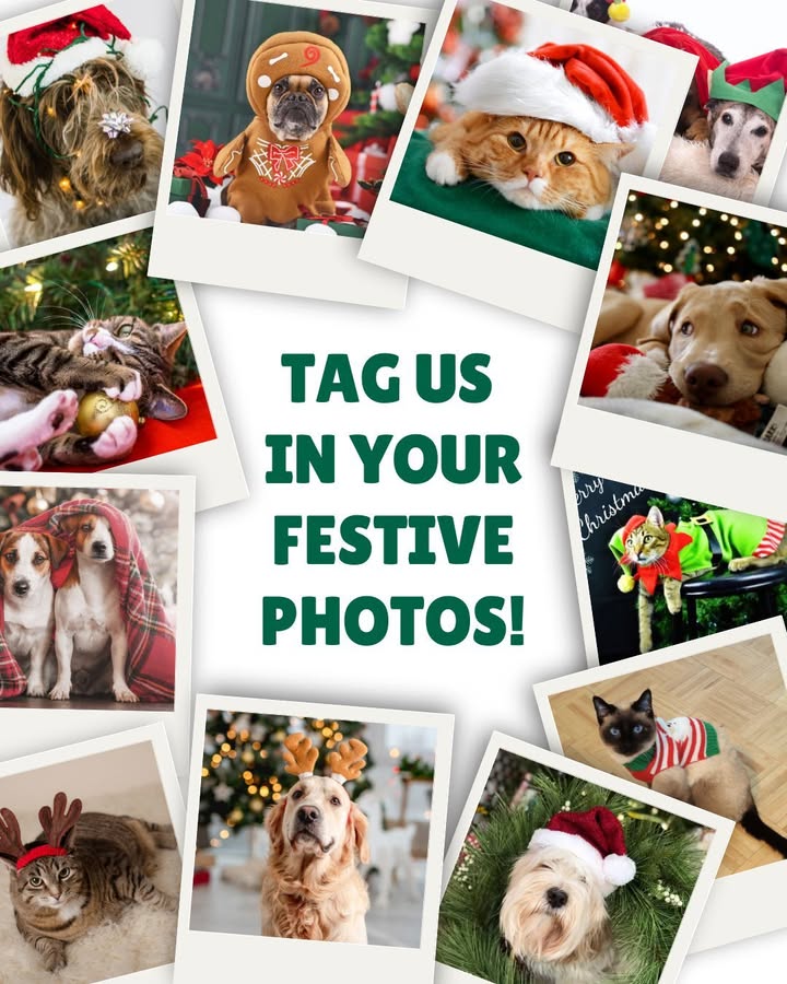 Let’s see those festive furry faces!