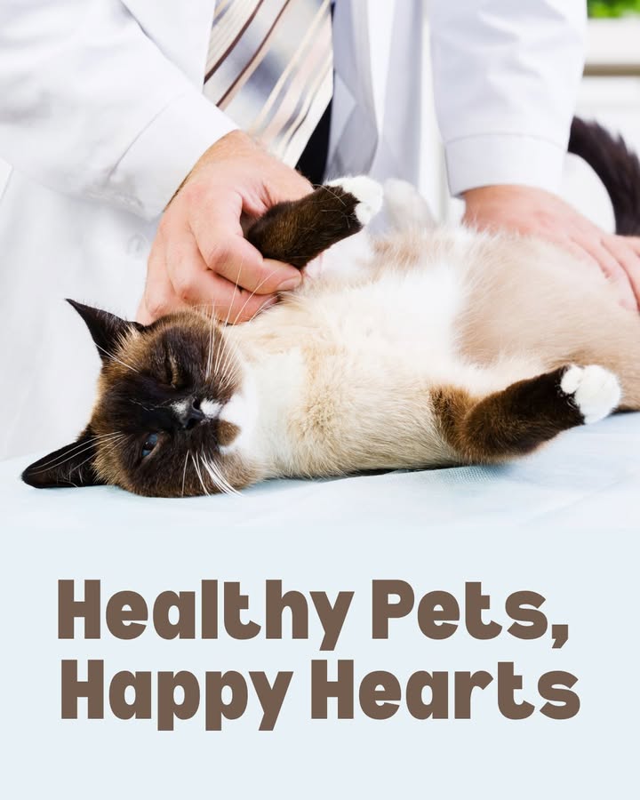 Wellness exams are one of the simplest ways to tell your pet you love them