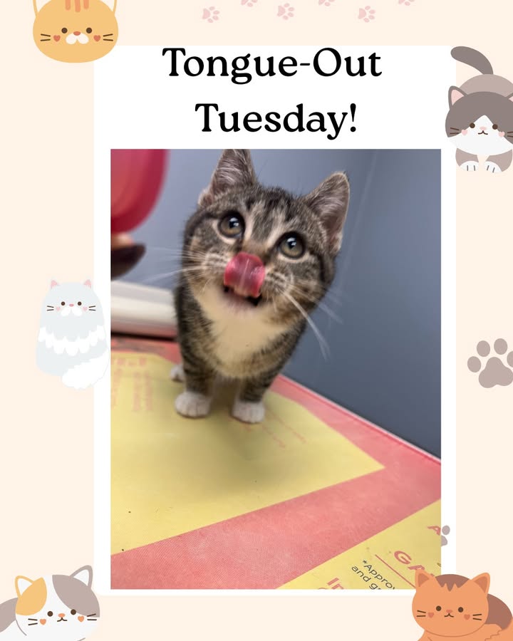 Dolly loved her Churu when we she came to see us, and it made for a less-stressful visit!