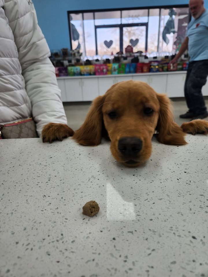 Ummm...Treat please?! ❤️🐾