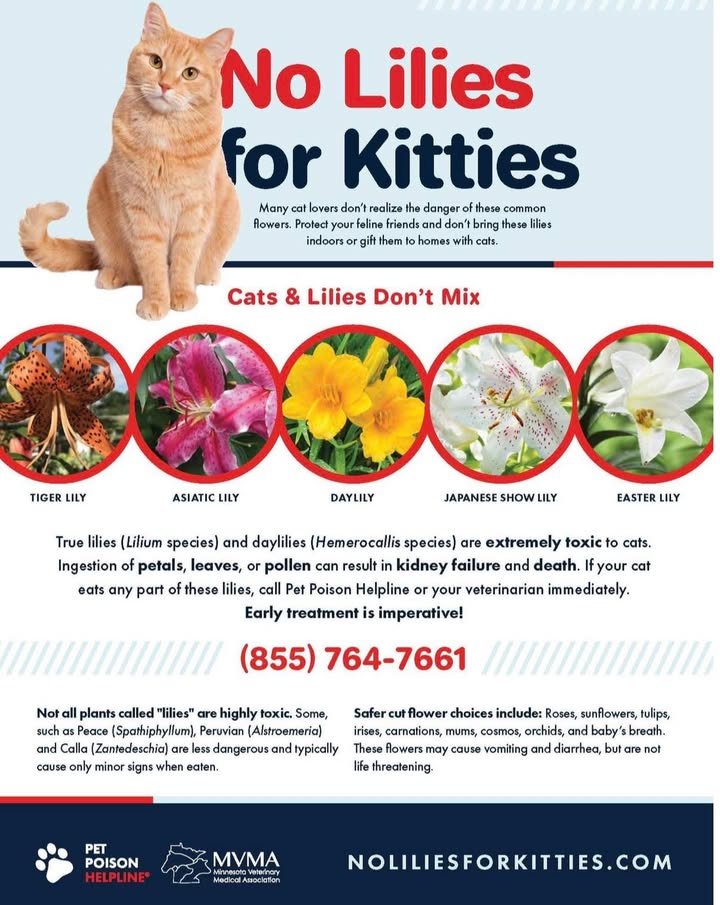 🐣🌸 Easter Pet Safety Reminder 🌸🐣