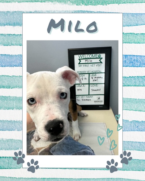 Welcome, Milo!