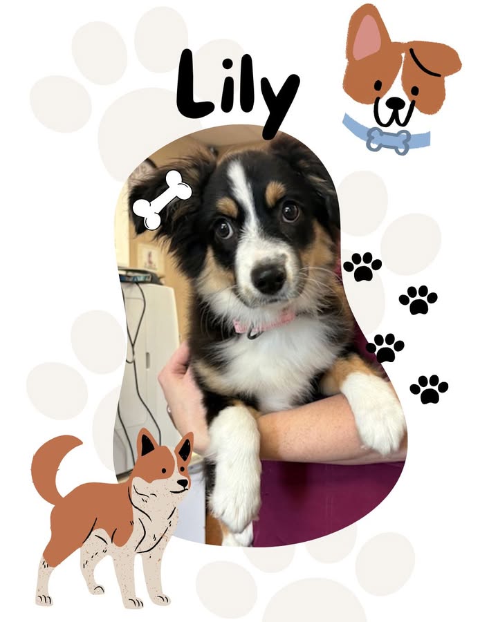 How could anyone ever say no to a face like this?