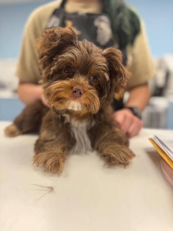 This little face! ❤️🐾