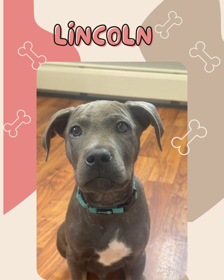 Is there anything cuter than Lincoln?