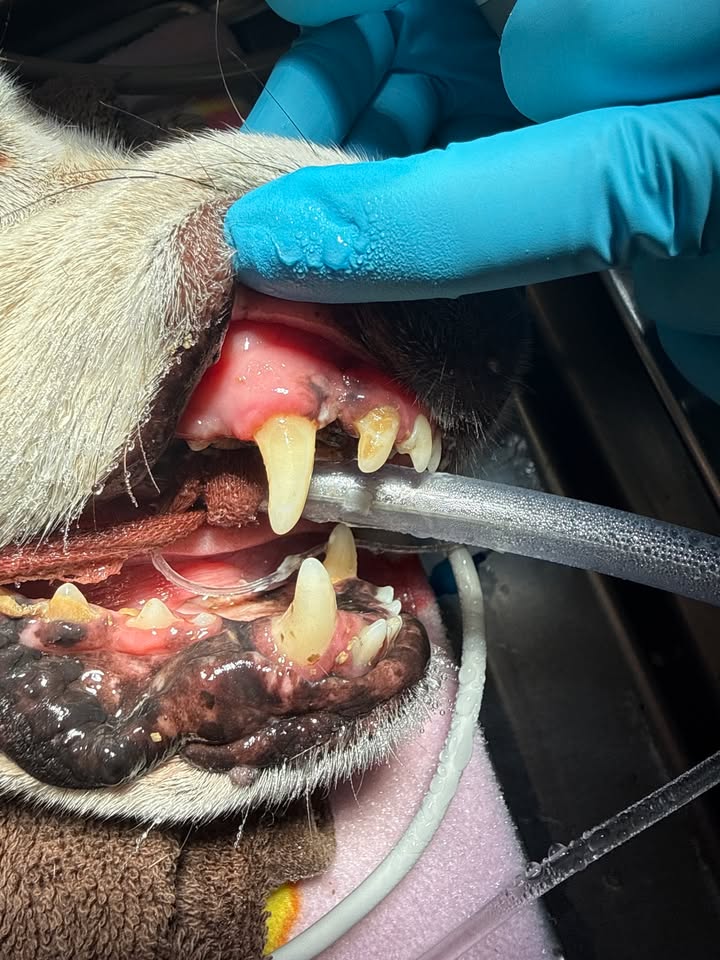 Photos from Orion Animal Care Center's post