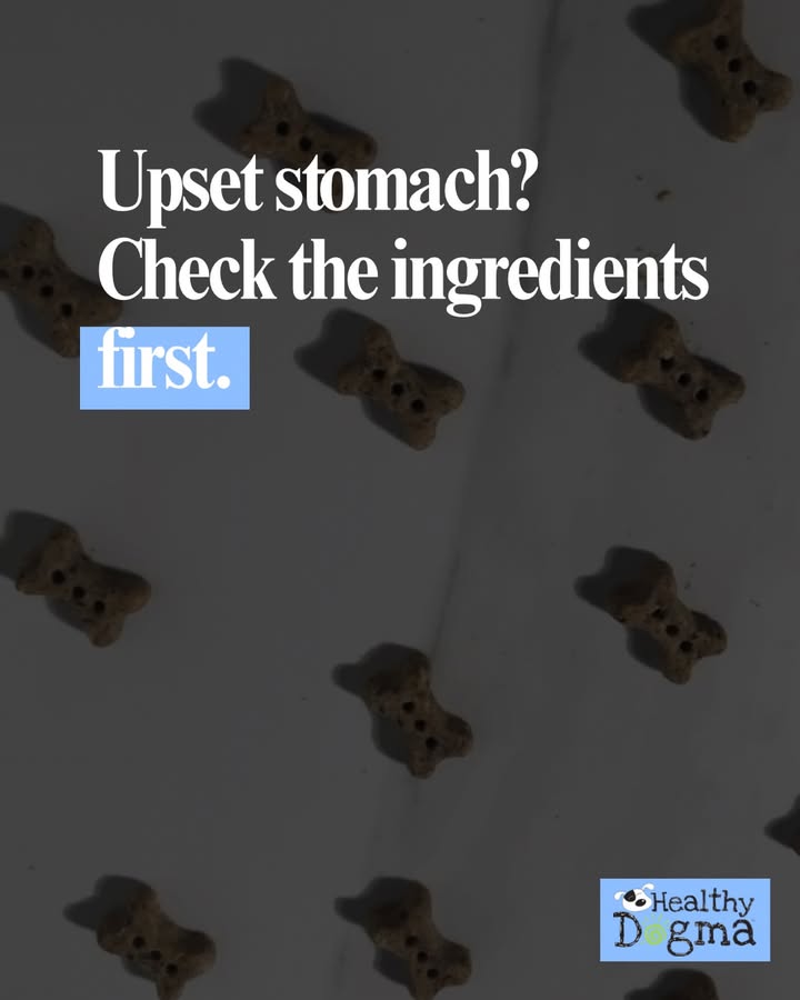 Is your dog dealing with an upset stomach, loose stools, or random vomiting?