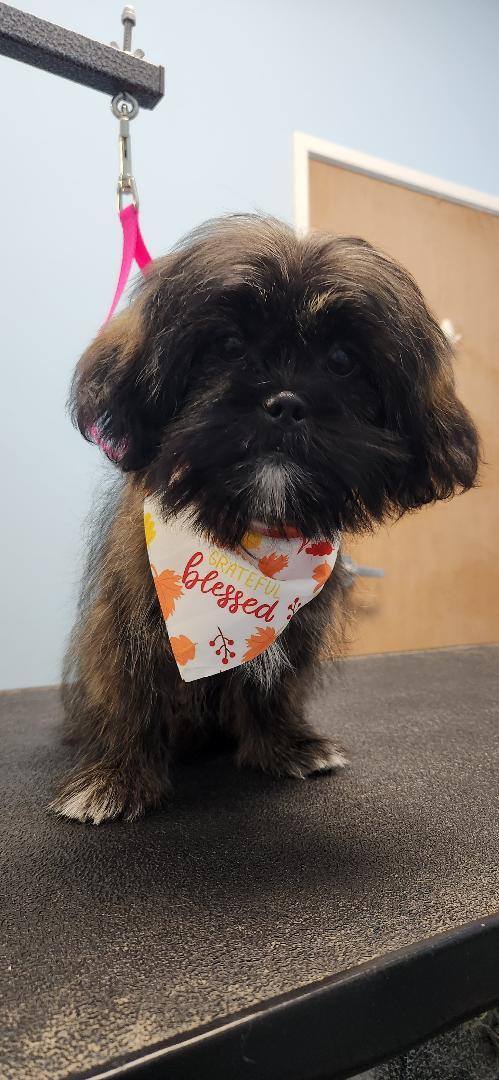 Photos from Love 4 Dogs's post