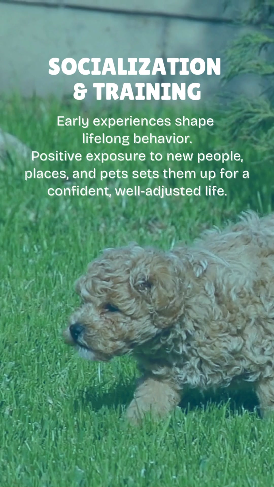 New puppies and kittens need consistent care to grow strong and stay healthy