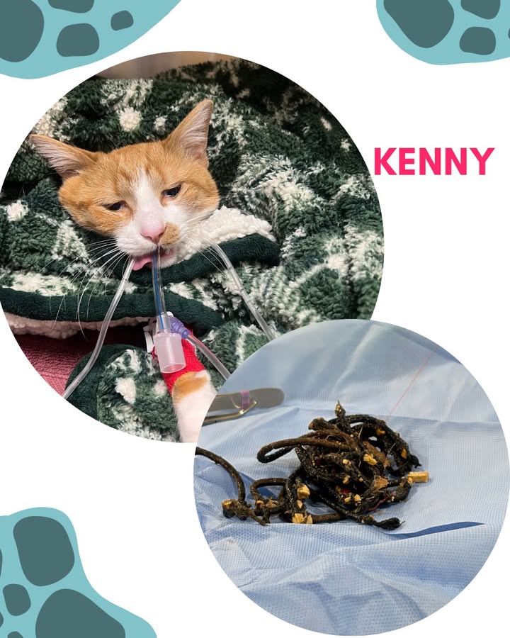 Kenny came to see us recently when he was vomiting and not feeling well