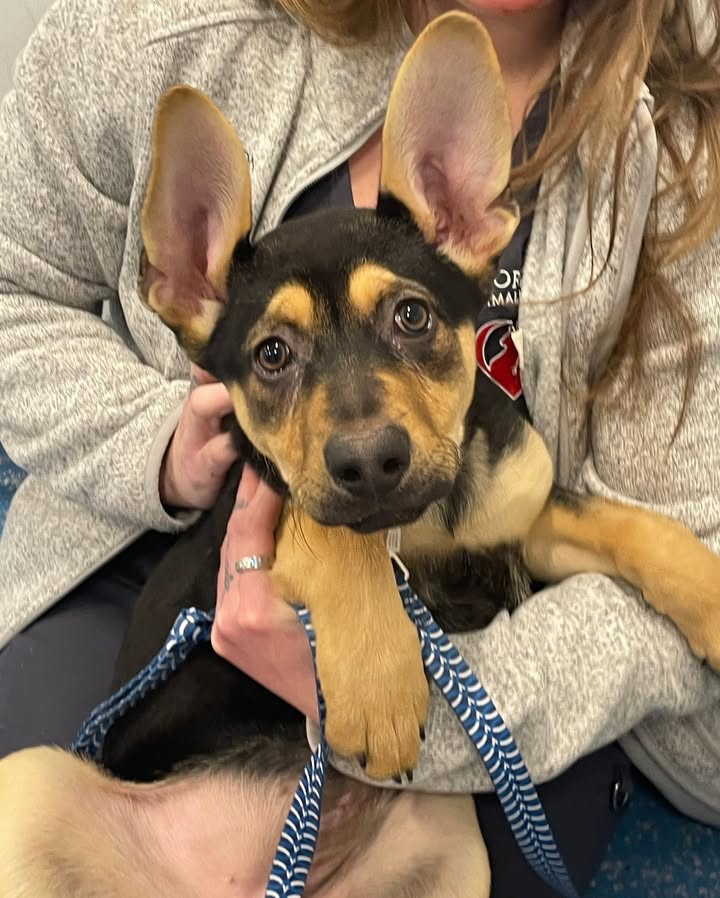 Photos from Orion Animal Hospital's post