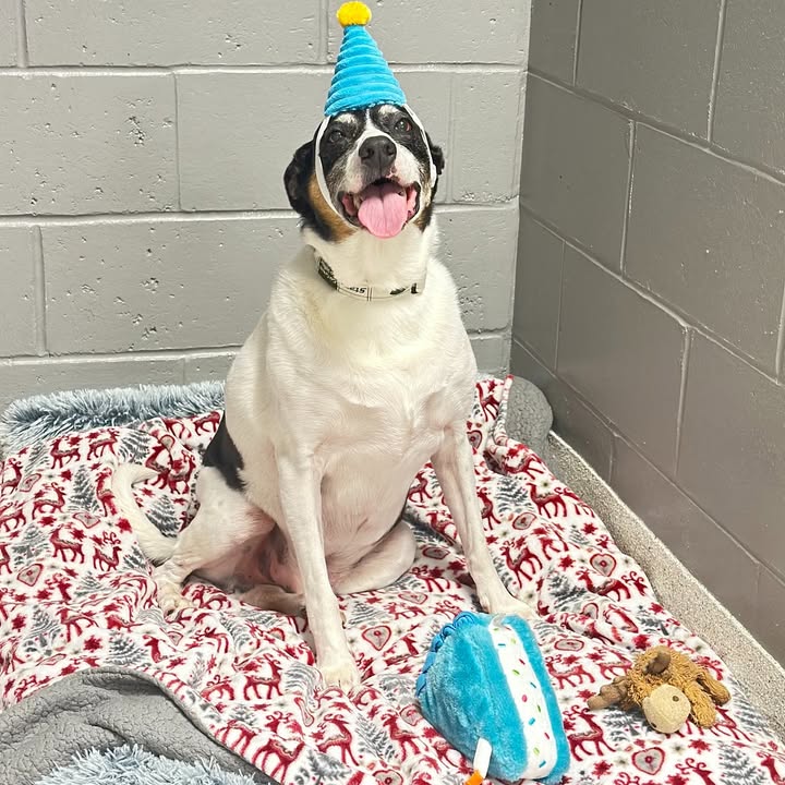 Wendall belongs to our LVT, Andrea and although he spent his birthday with us here at the hospital - he did get the most expensi...