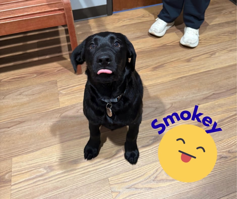 We just love seeing this little guy for his puppy visits