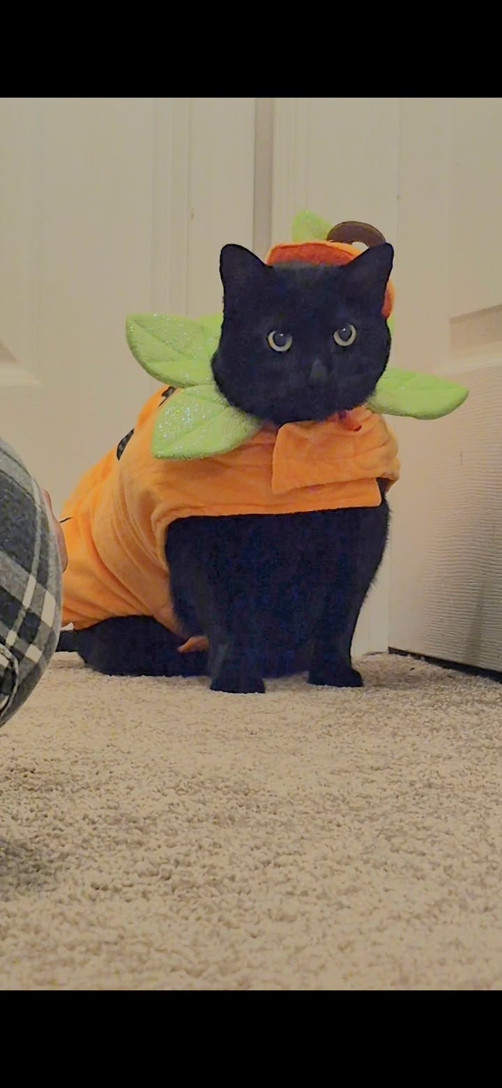🎃🐱 Luna came in for her appointment today dressed as the purr-fect little pumpkin!