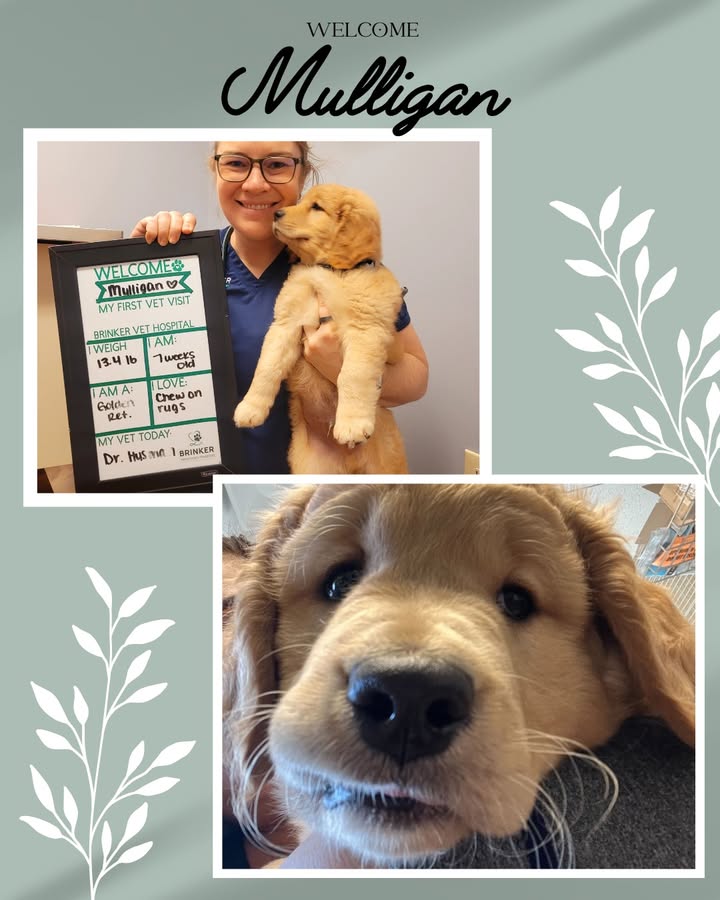 Dr. Husman recently saw Mulligan for his first puppy visit!