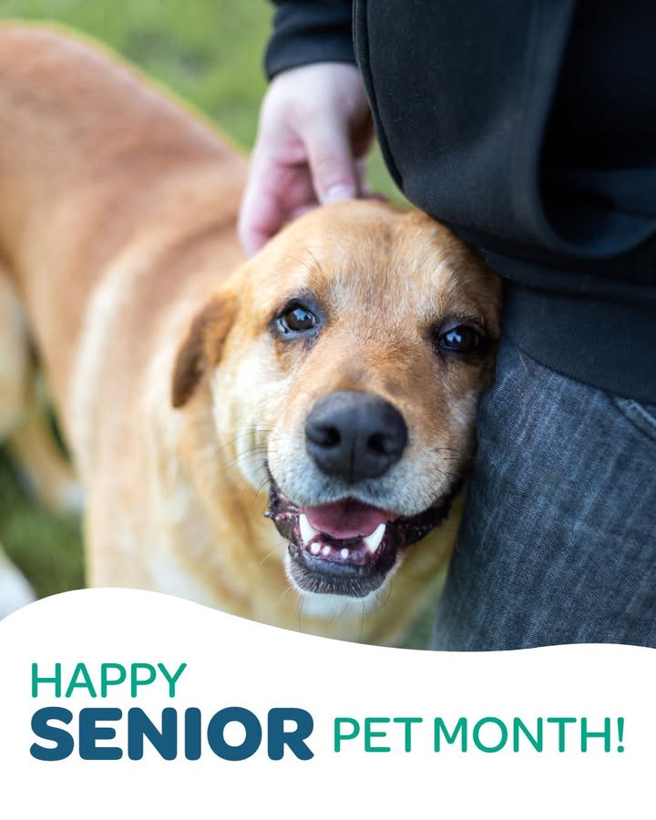 January is Senior Wellness Month 🐶🐱