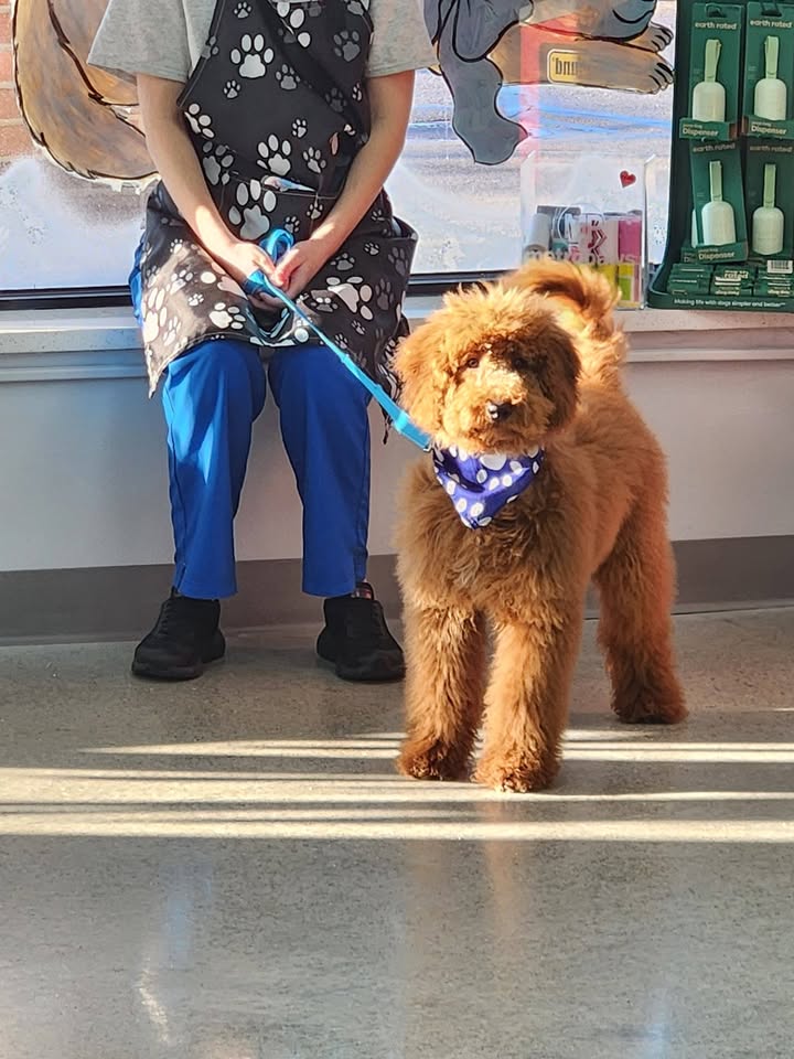 Photos from Love 4 Dogs's post