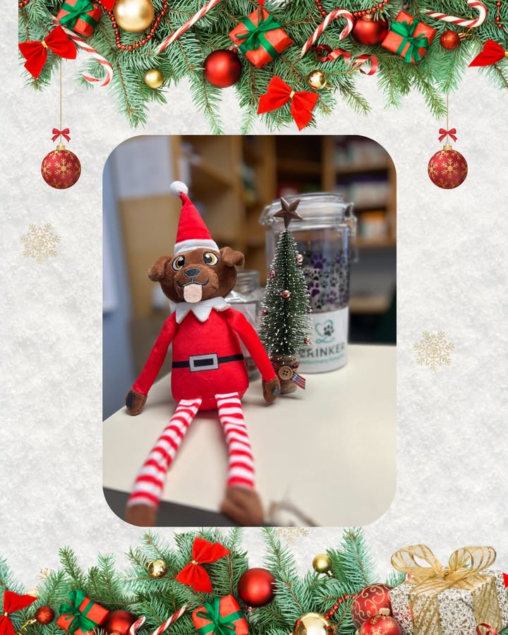 Move over, Elf on a Shelf… we’ve got a Pooch on a Perch!