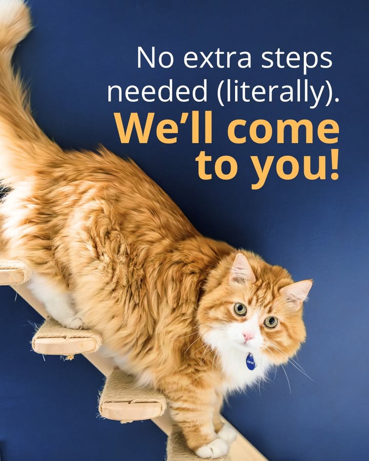 Staying consistent with any medications your pet needs is an important part of their care