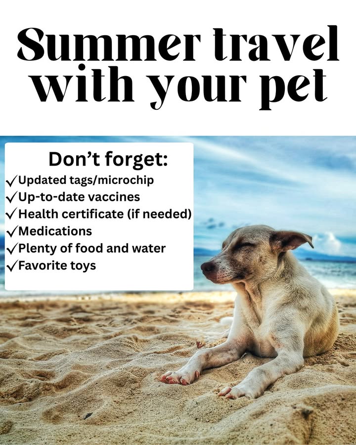 Here are some tips for traveling with your pet this summer