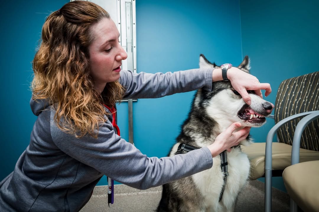 Photos from Orion Animal Hospital's post