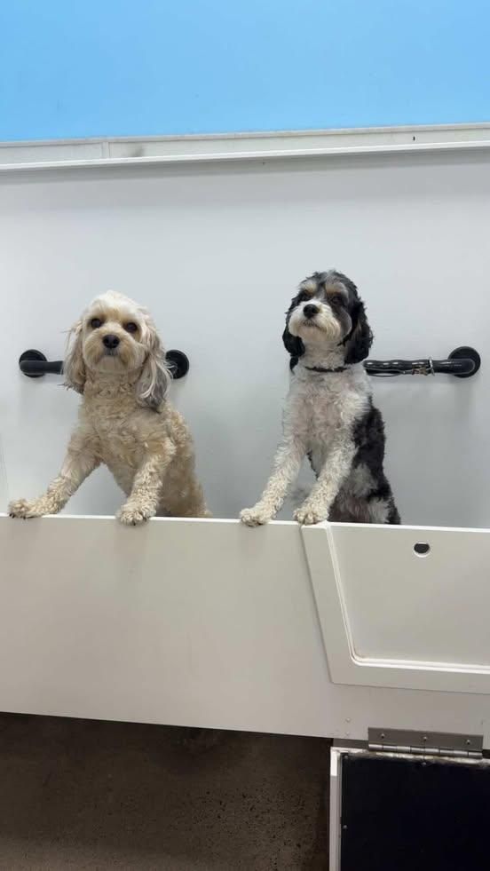 Ready for our bath! ❤️🐾