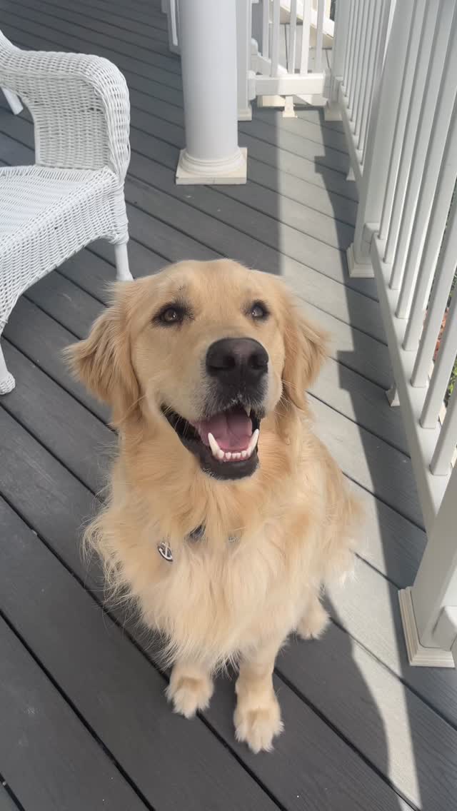 Selective hearing… cured by Healthy Dogma treats