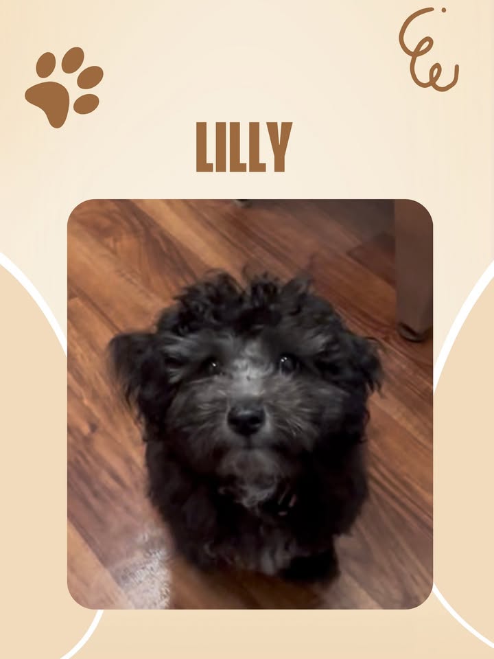 Welcome to Brinker Veterinary Hospital, Lilly!