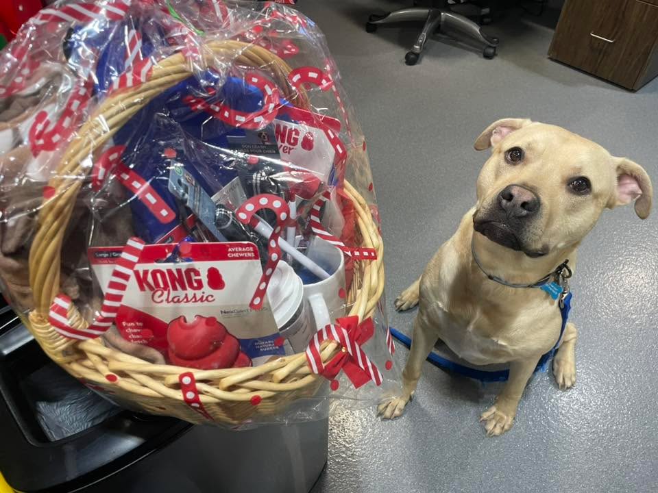 🎄🐶 Our Doggie Christmas Basket needs some love!