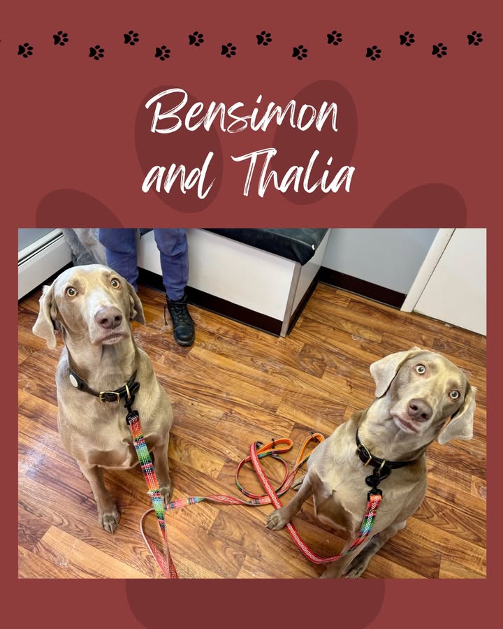 Bensimon and Thalia were all about the treats when they came to see Dr