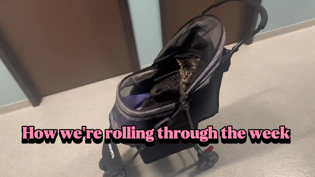 Etsy and Bandit nailed their vet visit— they handled clinic shenanigans like pros