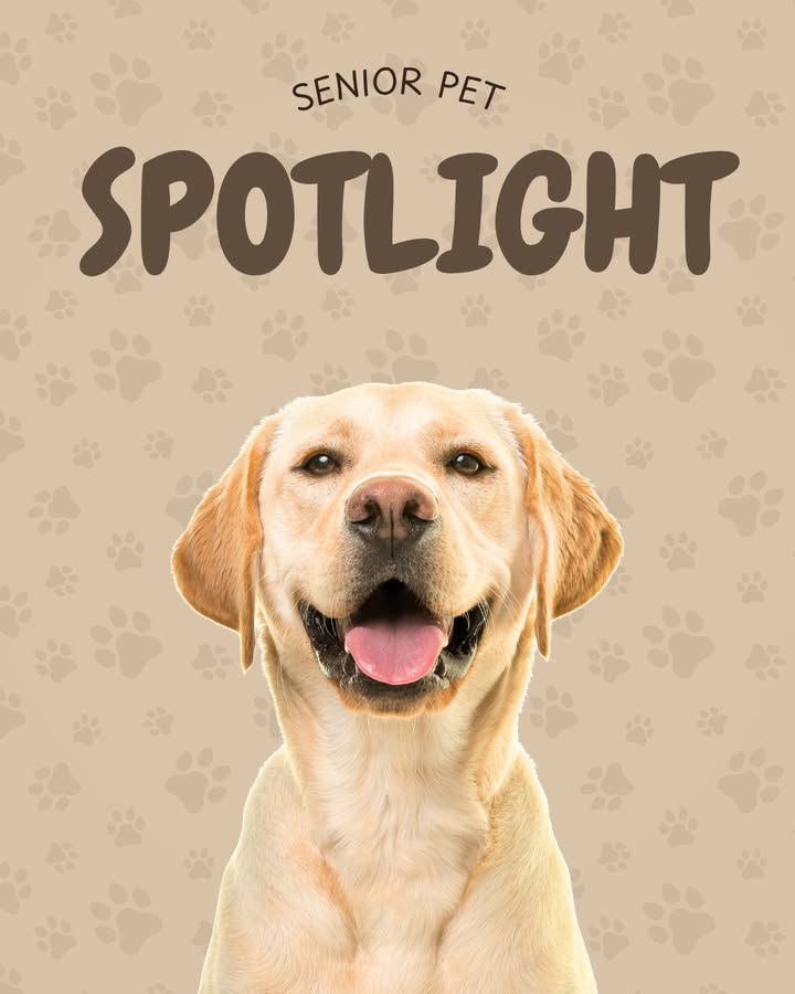 🐾✨ Senior Pet Spotlight Month ✨🐾
