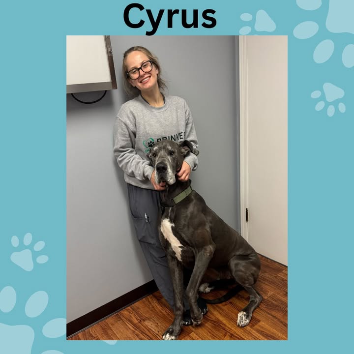 Sweet Cyrus couldn't get enough of our wonderful veterinary assistant, Natalie!