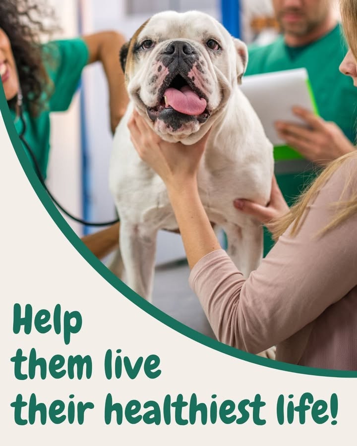 Here's what we'll cover during your pet’s annual checkup: weight, heart health, teeth, joints, parasite check, making sure they'...