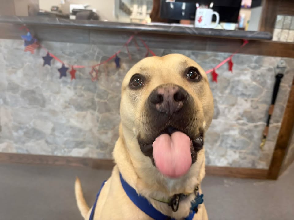 Butters, who was photographed and posted earlier wanting to help us discuss fireworks and anxiety, is a pretty well-known face a...