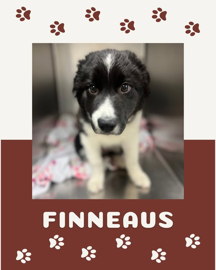 Sweet Finneaus came to see us recently for his first vet visit