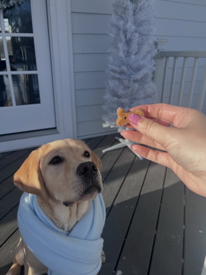 Photos from Healthy Dogma's post