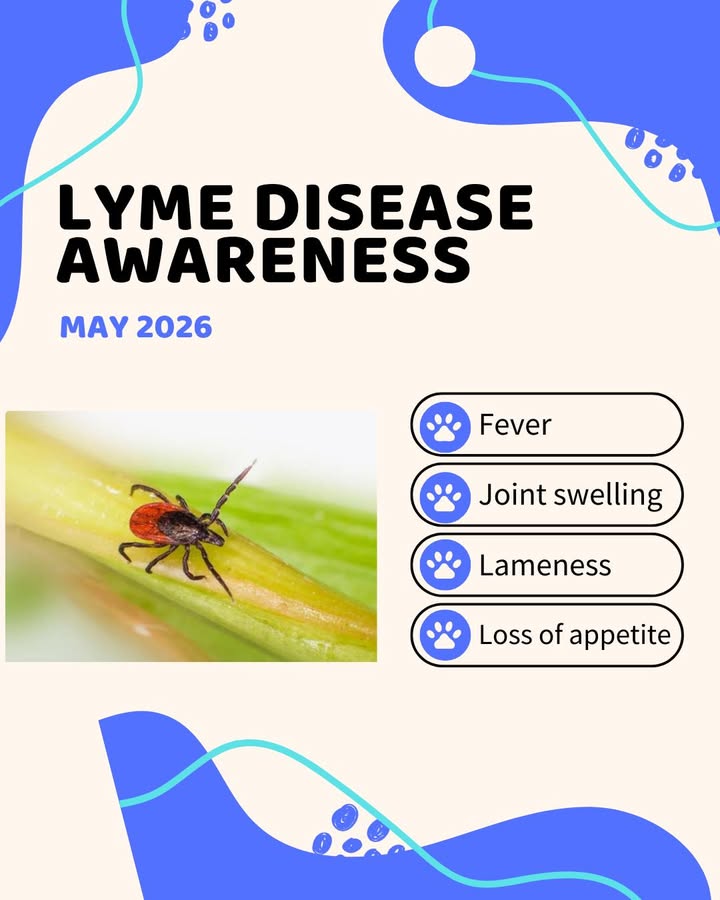 May is Lyme disease prevention month