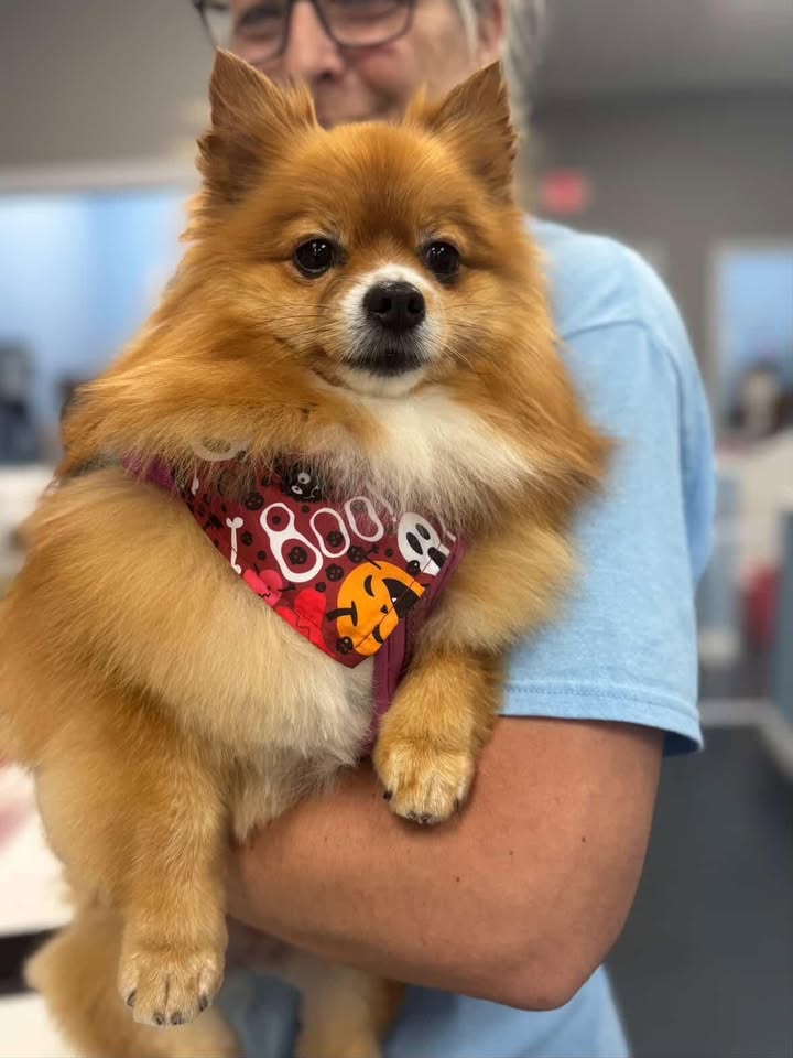 Happy Halloween! 👻🎃❤️🐾