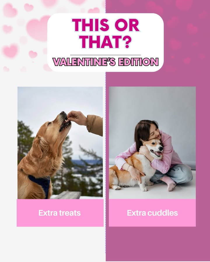 Love comes in many forms… especially the four-legged kind 🐾💕