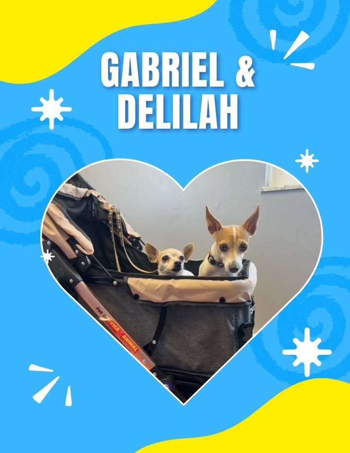 Gabriel and Delilah were riding in style when they came to see us for their heartworm tests!