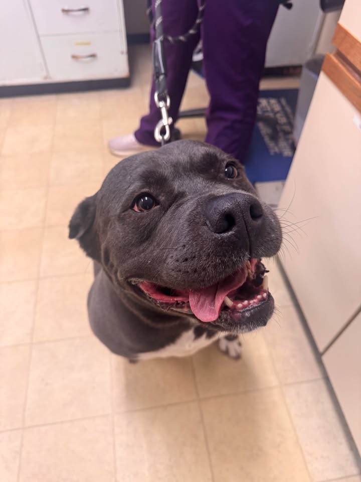 Grant came in serving smiles and stealing hearts today 💙🐾