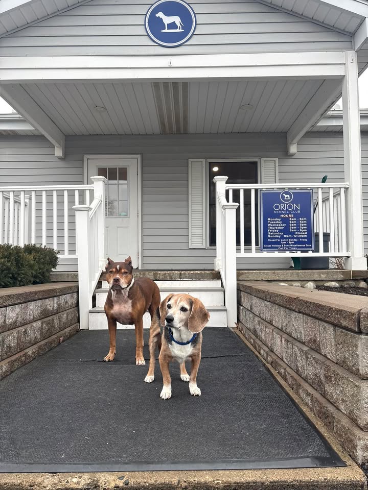 It’s always #NationalLoveYourPetDay at Orion Kennel Club 💙